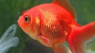 Goldfish Ka Scientific Naam